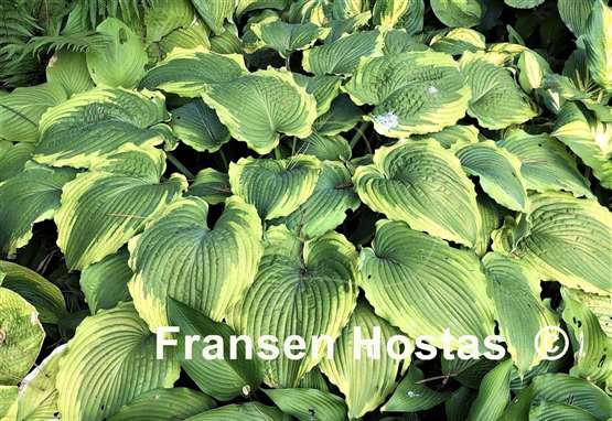 Hosta Spartacus - Fransen Hostas